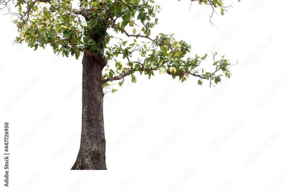 Obraz premium Trees isolated on white background, tropical trees isolated used for design, advertising and architecture
