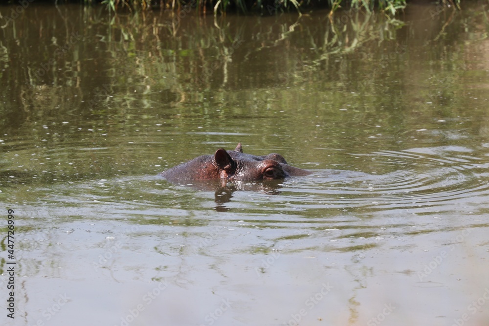 Beautiful Animals Game of Africa – Hippopotamus Beautiful Animals Game of Africa – Hippopotamus