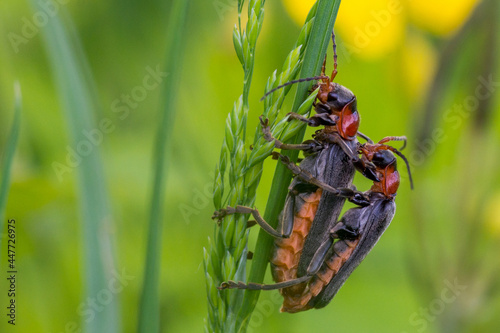 COLEOPTERA – CHRZĄSZCZE