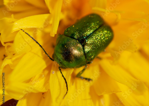 Cryptocephalus sericeus – Zmróżka złotawa photo