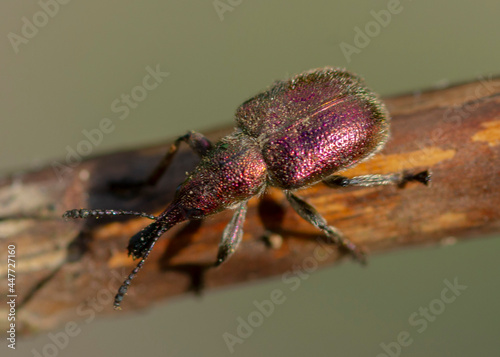 Rhynchites auratus – Tutkarz złociak photo