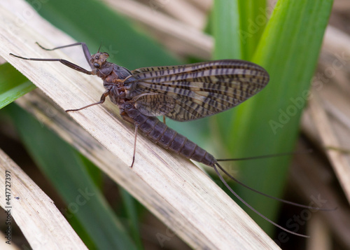 Ephemeroptera – Jętki photo