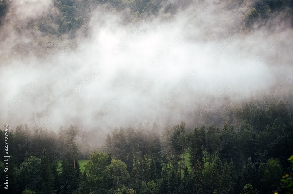 Wierzchołki drzew las we mgle	

