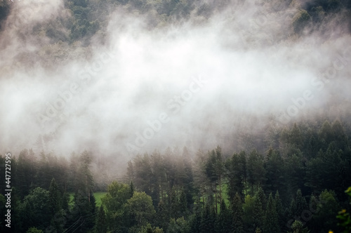 Wierzchołki drzew las we mgle 