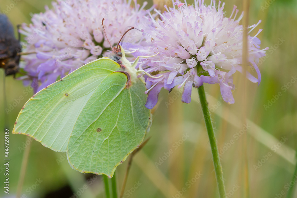 LEPIDOPTERA – MOTYLE LEPIDOPTERA – MOTYLE
