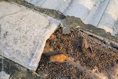 Bats make nests under the cover of the roof rafters of residential houses
