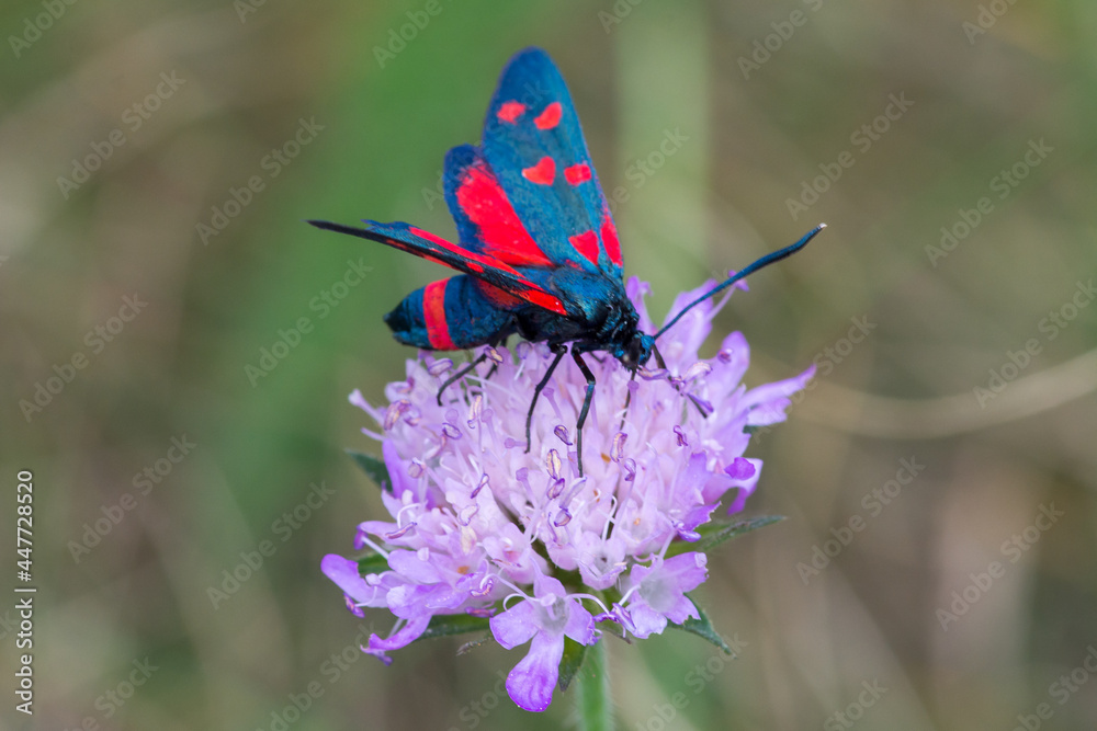 Zygaena ephialtes – Kraśnik goryszowiec Zygaena ephialtes – Kraśnik goryszowiec