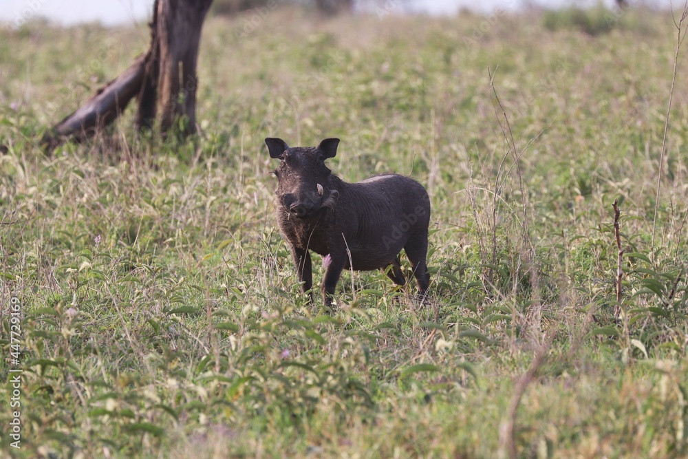 Beautiful Animals Game of Africa – Wart Hog Beautiful Animals Game of Africa – Wart Hog