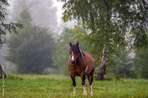 Polana z wypasającym się koniem spowita poranną mgłą i poranną rosą	
