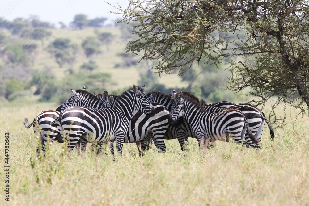Fototapeta premium Beautiful Animals Game of Africa – Zebras