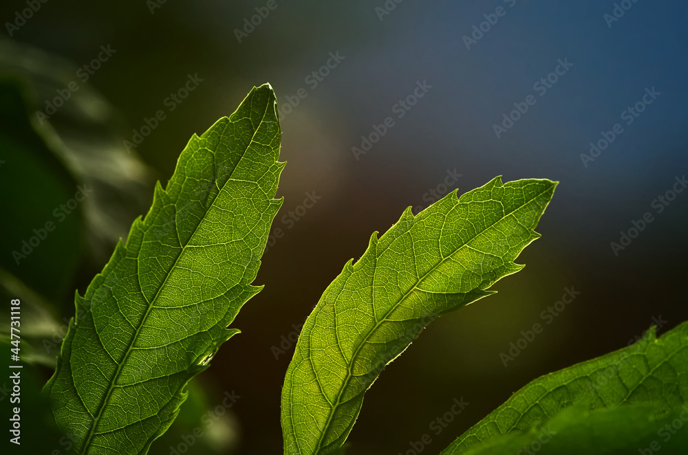 close up of green leaf