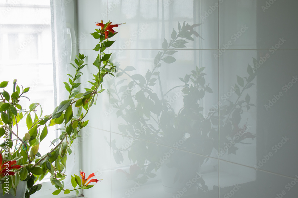 Odbicie rośliny w płytkach łazienki - obrazy, fototapety, plakaty 