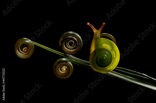 Close-up of a snail on a spiral tendril on a plant, Indonesia