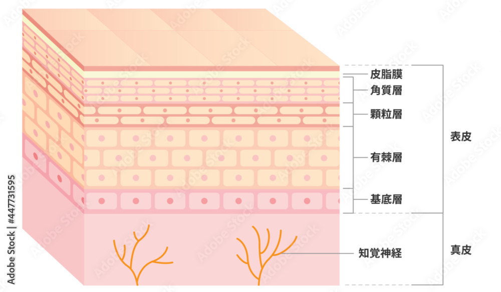 皮膚の図解(断面)イラスト Stock Vector | Adobe Stock
