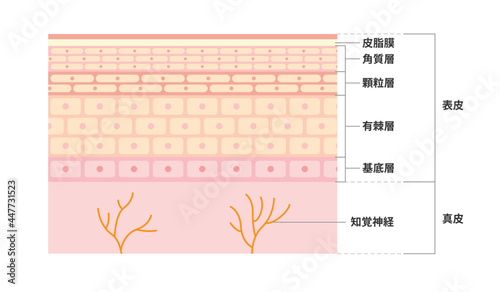 皮膚の図解（断面）イラスト