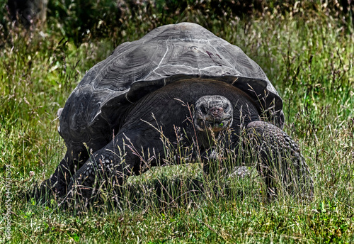 African spurred tortoise eats grass on the lawn. Latin name - Geochelone sulcata 