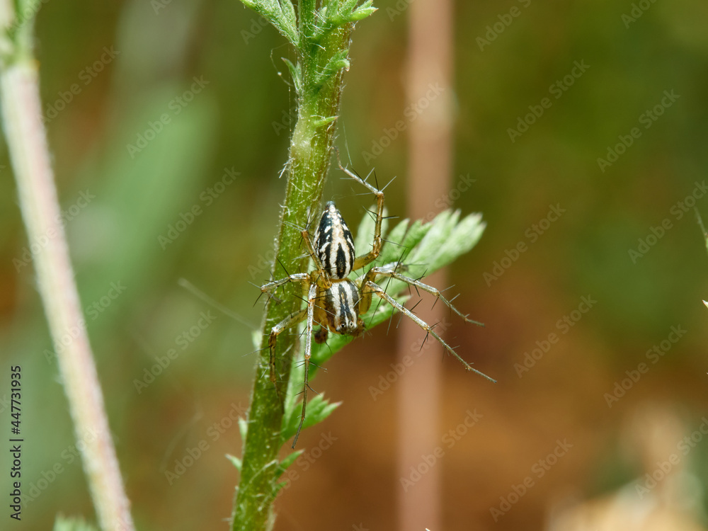Lynx spider in a natural environment. Genus Oxyopes. Lynx spider in a natural environment. Genus Oxyopes.