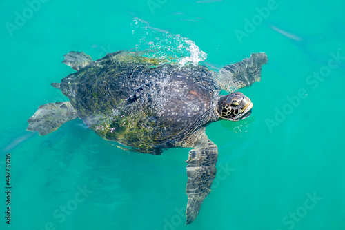 Sea ​​turtle pull its head out of the water