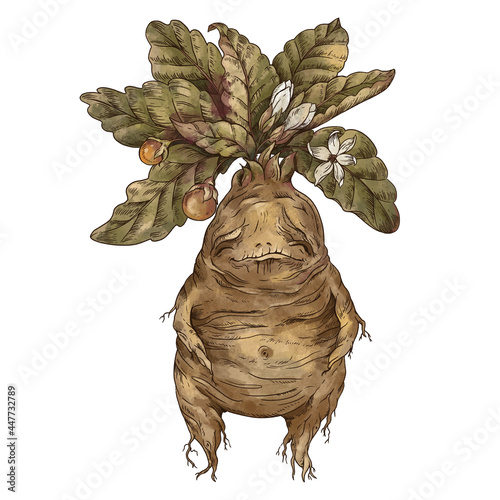 Magic plants, witch's herbs mandrake root, Witchcraft mystery sticker pack