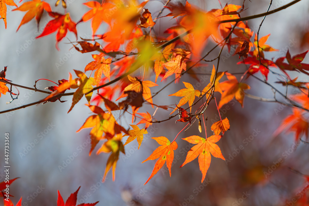 Close up shot of Maple leaves in Wuling Farm Close up shot of Maple leaves in Wuling Farm