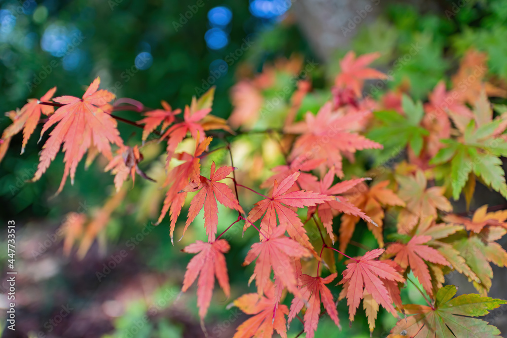 Close up shot of Maple leaves in Wuling Farm Close up shot of Maple leaves in Wuling Farm