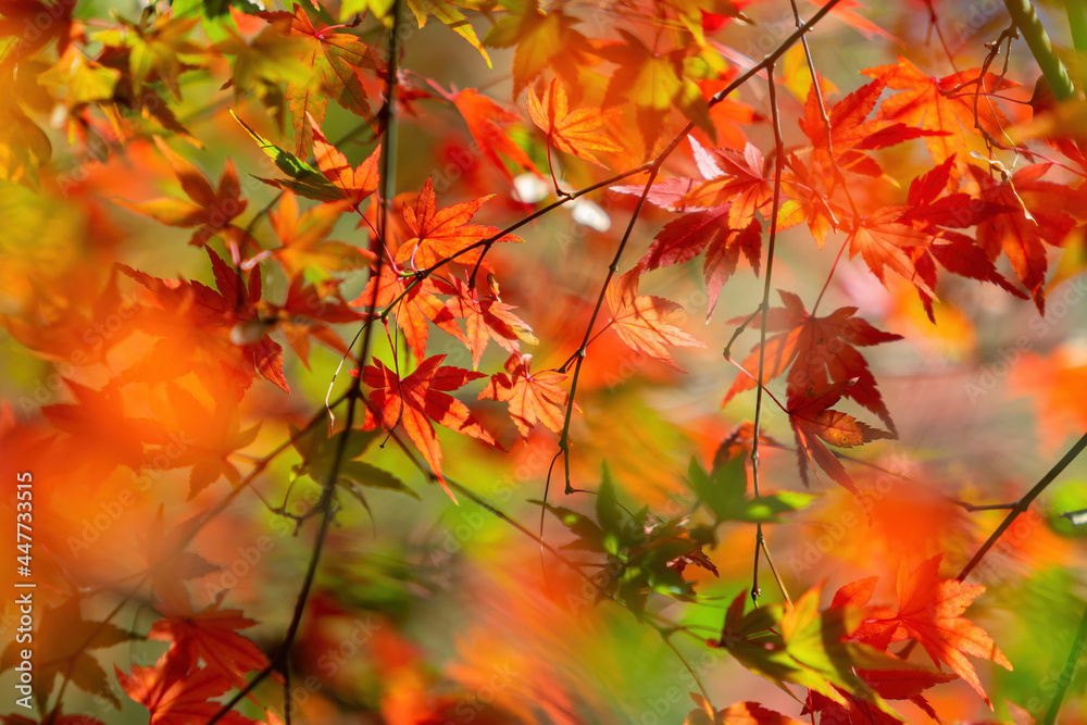 Close up shot of Maple leaves in Wuling Farm Close up shot of Maple leaves in Wuling Farm