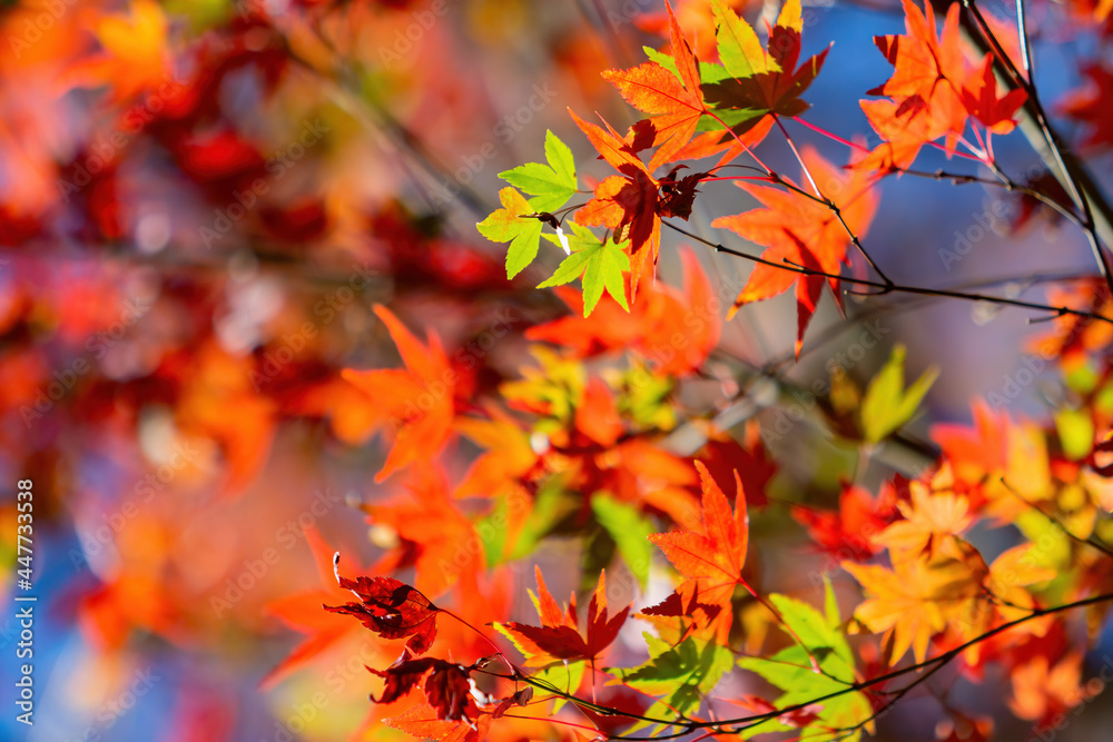 Close up shot of Maple leaves in Wuling Farm Close up shot of Maple leaves in Wuling Farm