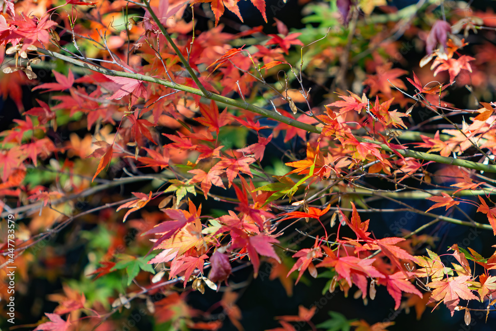 Close up shot of Maple leaves in Wuling Farm Close up shot of Maple leaves in Wuling Farm