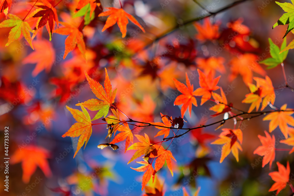 Close up shot of Maple leaves in Wuling Farm Close up shot of Maple leaves in Wuling Farm