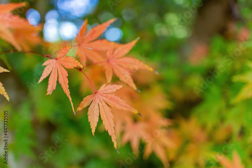 Close up shot of Maple leaves in Wuling Farm