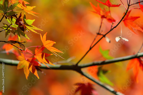 Close up shot of Maple leaves in Wuling Farm © Kit Leong