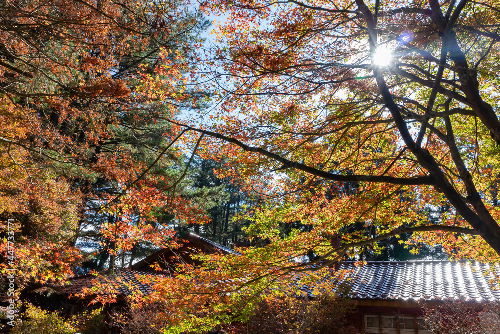 Close up shot of Maple leaves with a Japanese style house in Wuling Farm Close up shot of Maple leaves with a Japanese style house in Wuling Farm