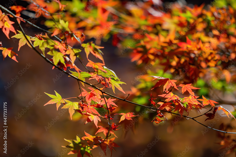 Close up shot of Maple leaves in Wuling Farm