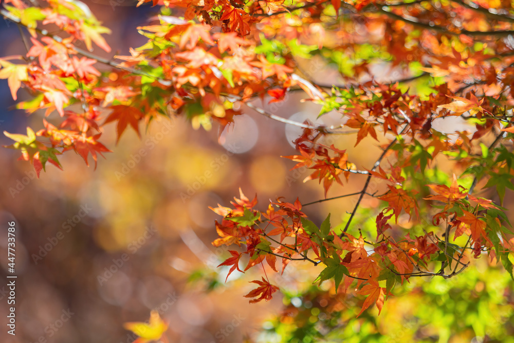 Close up shot of Maple leaves in Wuling Farm