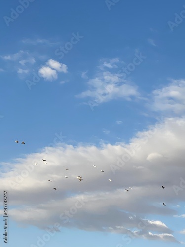 flock of seagulls © Awateef