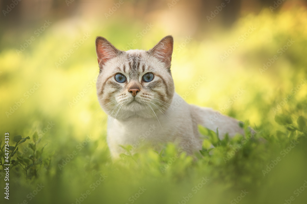 Portrait of a tabby cat in a green forest