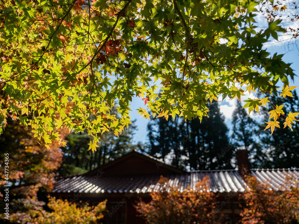 Close up shot of Maple leaves with a Japanese style house in Wuling Farm
