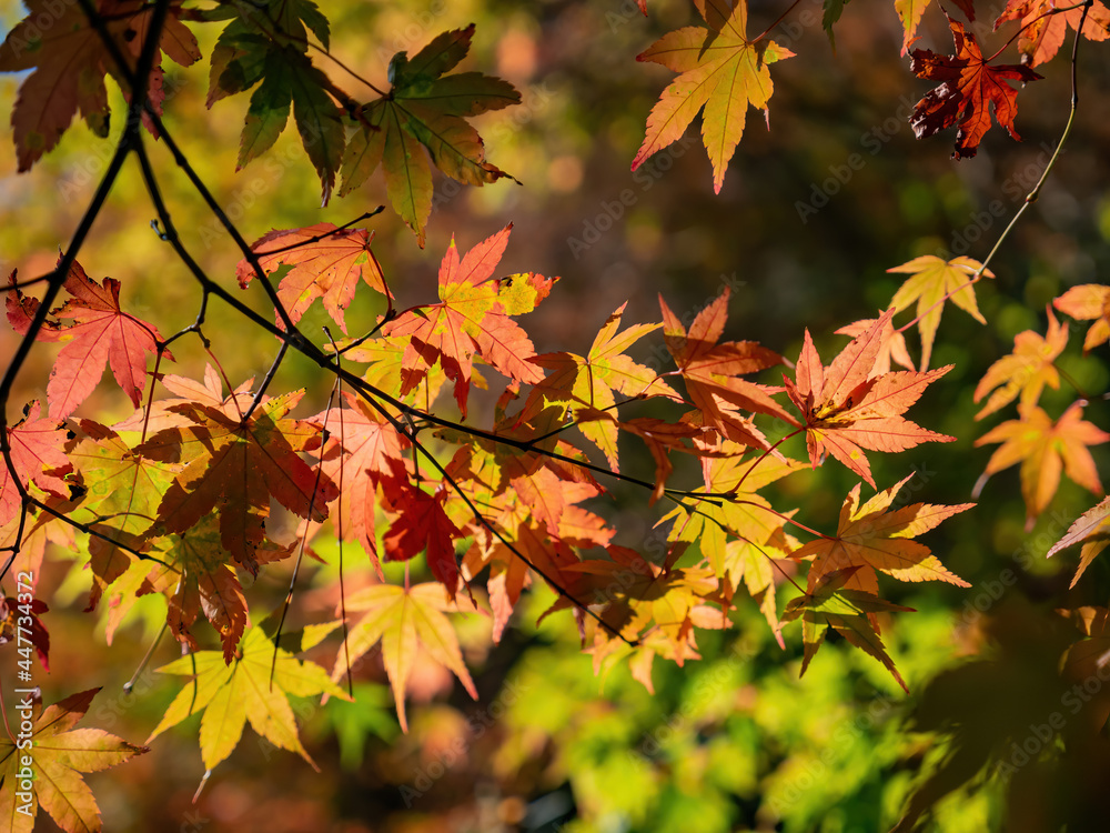 Close up shot of Maple leaves in Wuling Farm