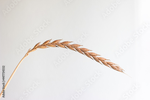 Golden brown ripe wheat stalk close up macro shot isolated on white background