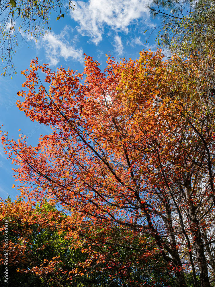 Fototapeta premium Close up shot of Maple leaves in Wuling Farm