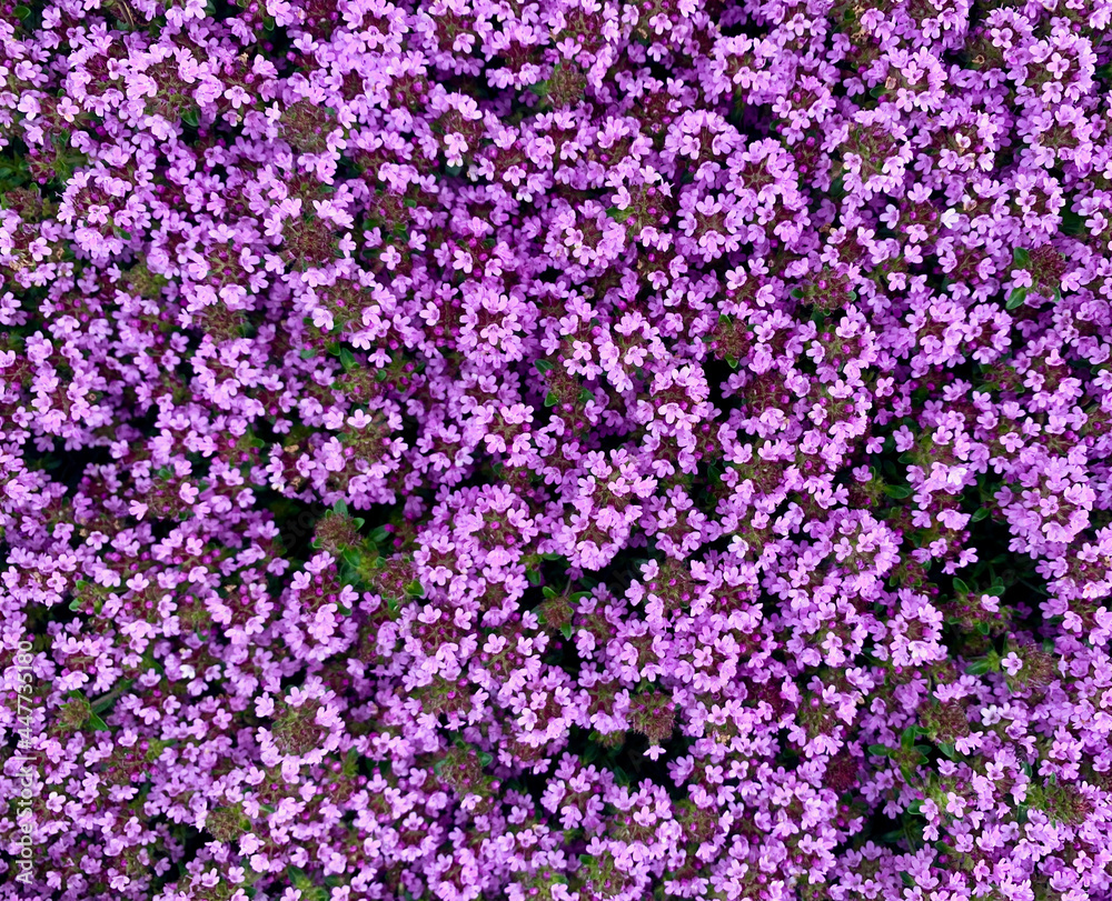 Effin Thyme bloom makes a purple flower background
