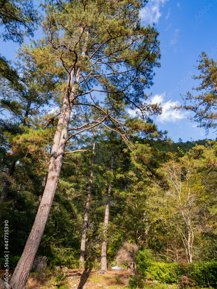 Fototapeta premium Autumn landscape in Wuling Farm