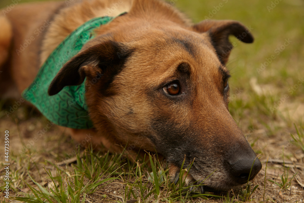 Mixed breed, brown adult dog lying on grass closeup. 