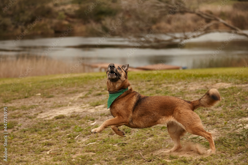 Mixed breed, brown adult dog playing