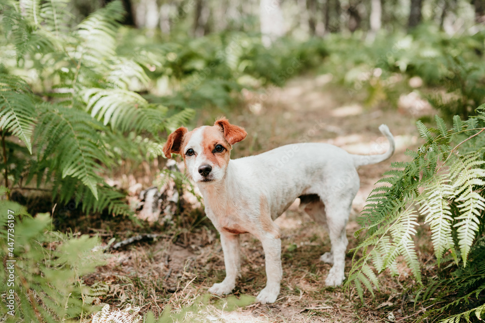 portrait of cute jack russell dog standing in forest among fern green leaves. Nature and pets