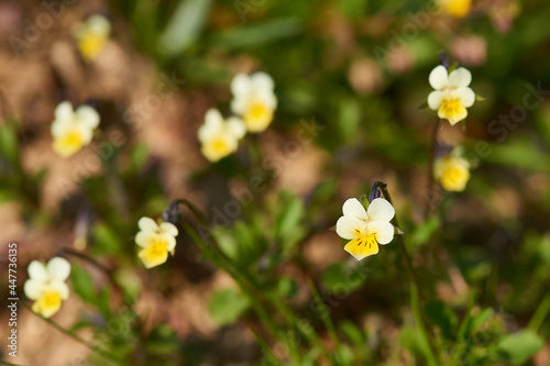 Blüte des Acker-Stiefmütterchen © Karin Jähne