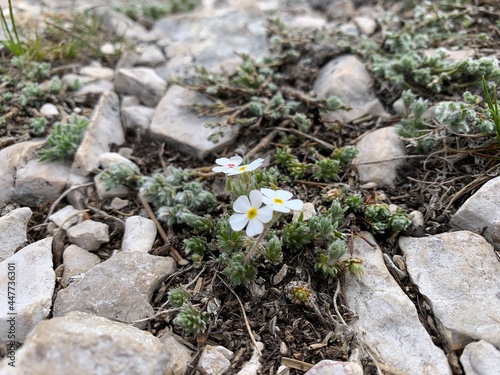 Mountain flowers