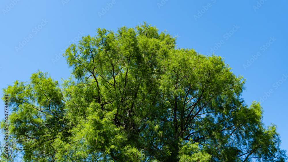 Taxodium mucronatum (Taxodium Huegelii Lawson), commonly known as Montezuma bald cypress in Adler Arboretum Taxodium mucronatum (Taxodium Huegelii Lawson), commonly known as Montezuma bald cypress in Adler Arboretum
