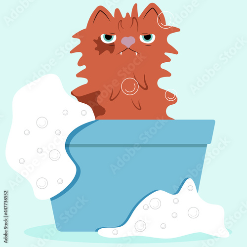 bathing cat clean in a bowl dish foam water cleaning pet animal emotions angry dissatisfied wash