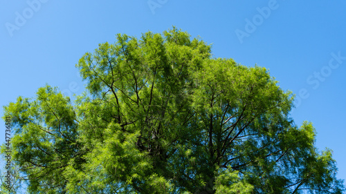 Taxodium mucronatum  Taxodium Huegelii Lawson   commonly known as Montezuma bald cypress in Adler Arboretum  Southern Cultures . Green foliage of Montezuma cypress tree against blue spring sky.
